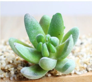 Indoor Succulent Green Plants Simulation Plants Decorative Flowers And Plants