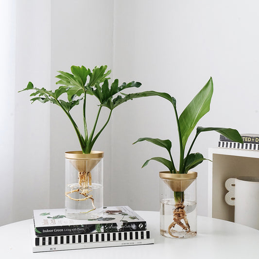 Cultivate Water Plants To Purify The Air Office Desktop Potted Plants