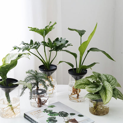 Cultivate Water Plants To Purify The Air Office Desktop Potted Plants