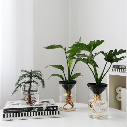 Cultivate Water Plants To Purify The Air Office Desktop Potted Plants